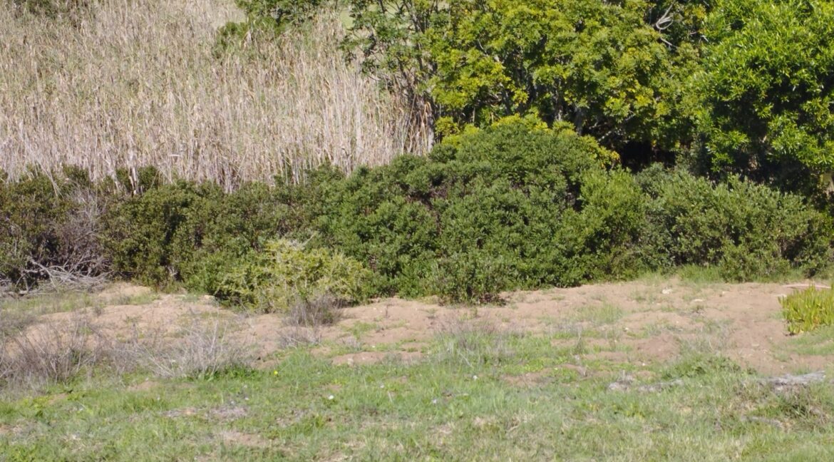 13 Bosbokkloof, Stilbaai-West - JCA Properties (4)